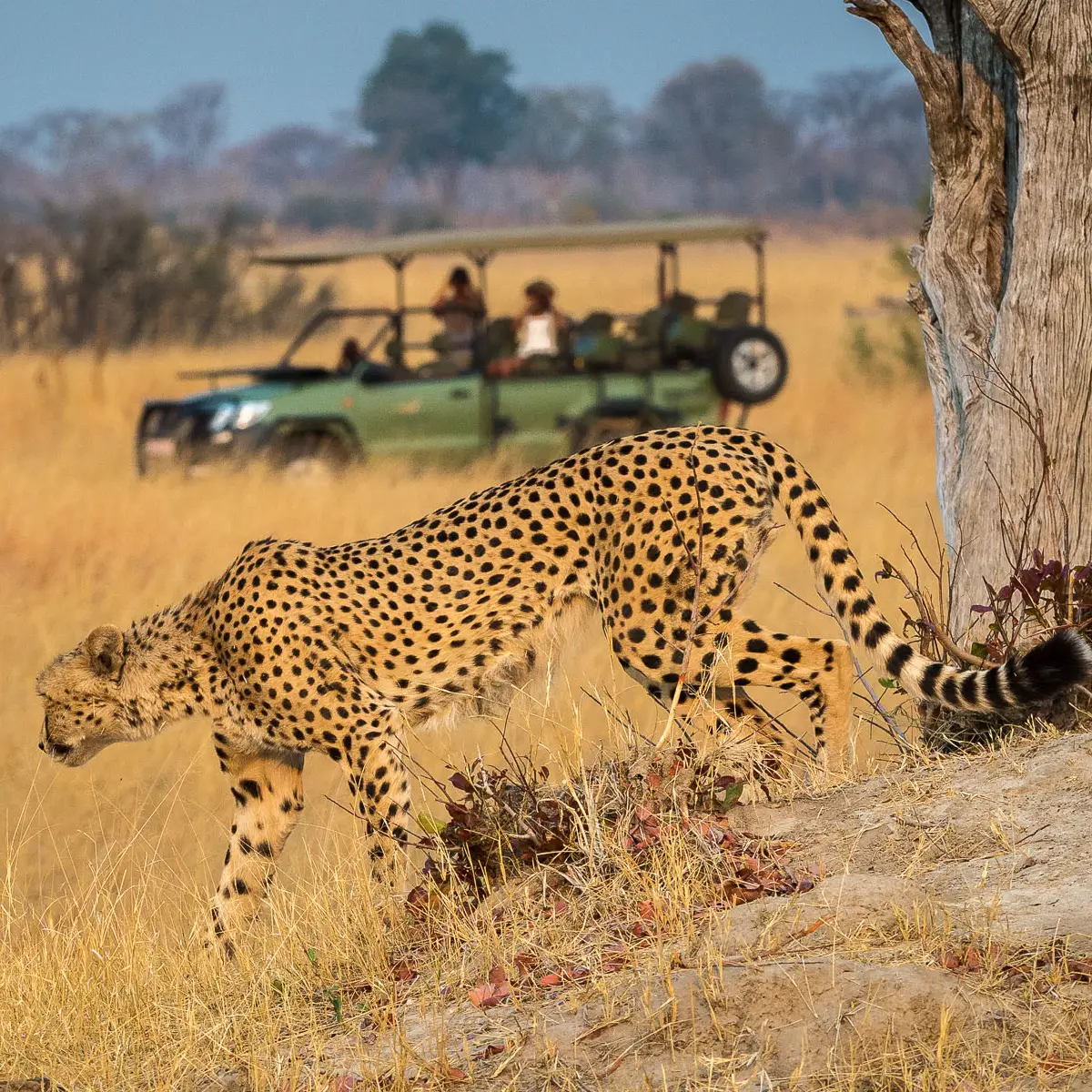 African Travel Guides