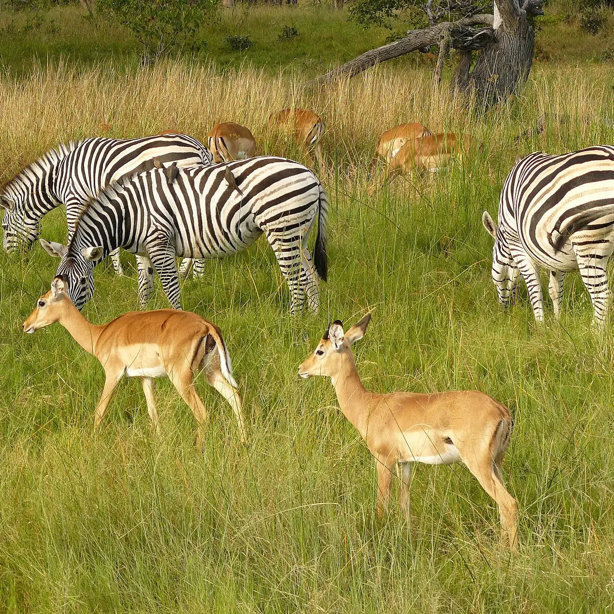 Antelope Park