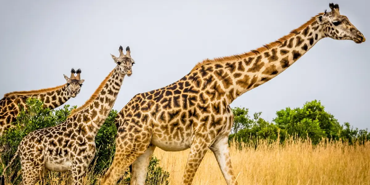 Best Time to Visit Antelope Park