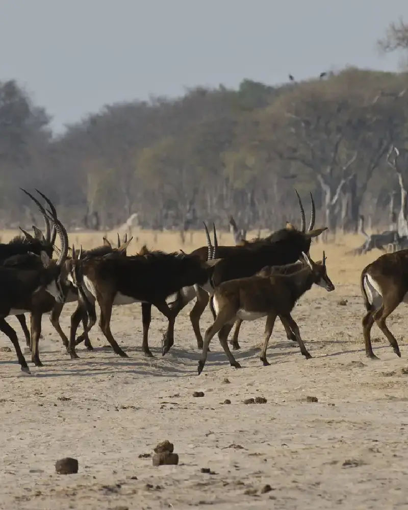 Mabula Game Reserve