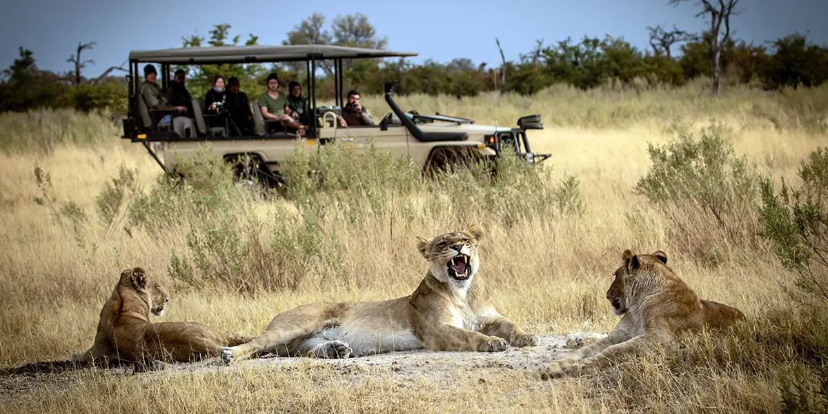 Botswana Safari