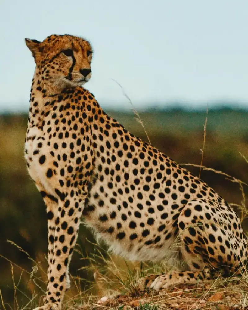 Botswana Travel Guide