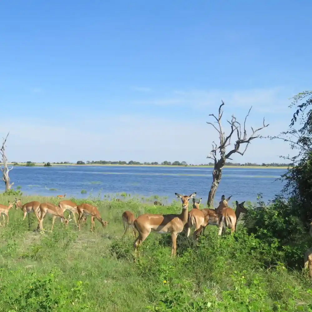 Chobe Full Day Safari