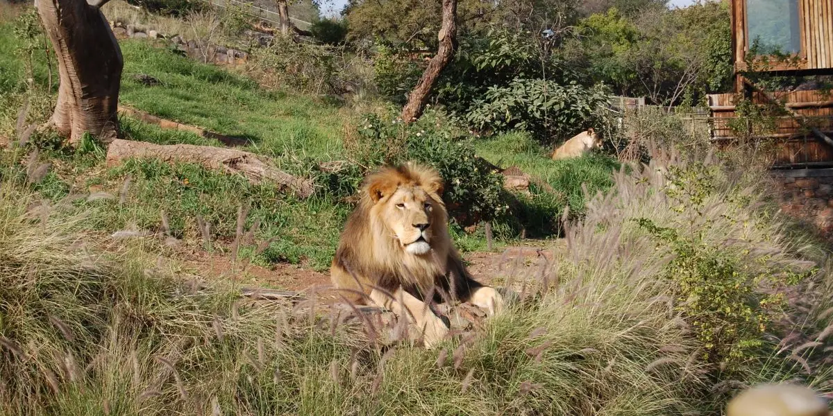 City of Pretoria & Lion Park Tour