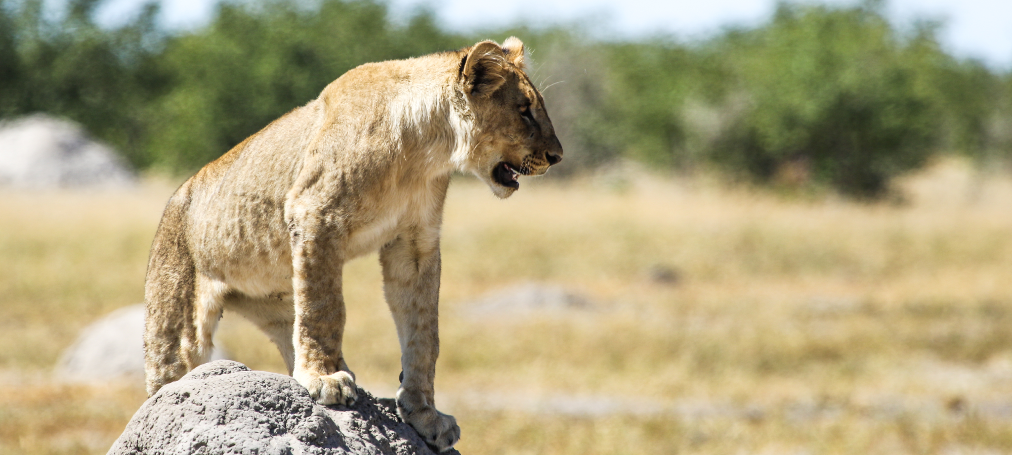 Etosha National Park