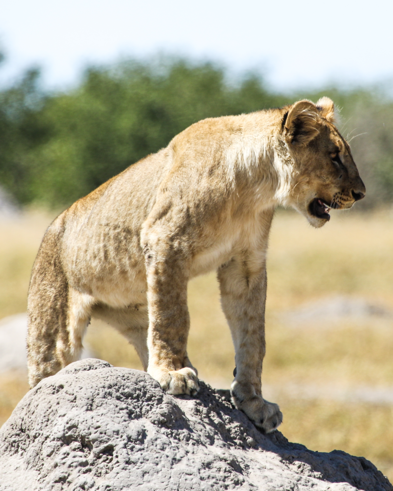 Etosha National Park
