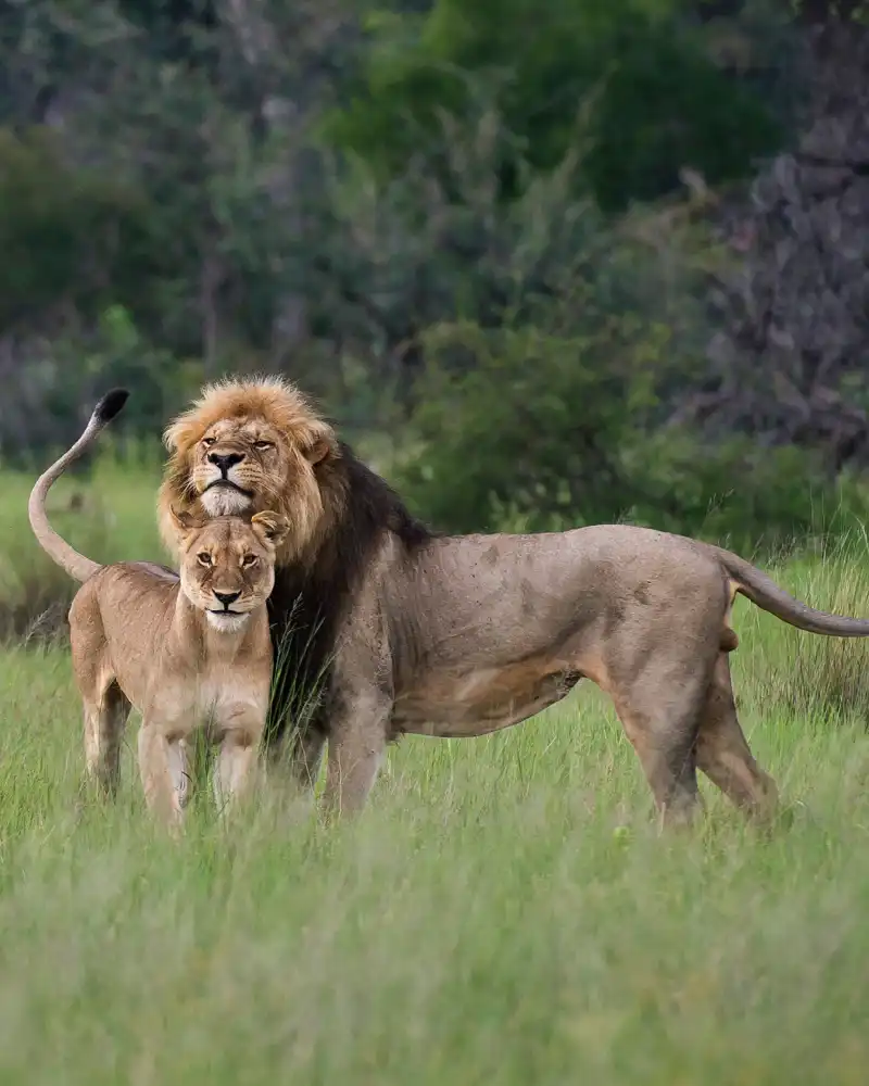 Africa