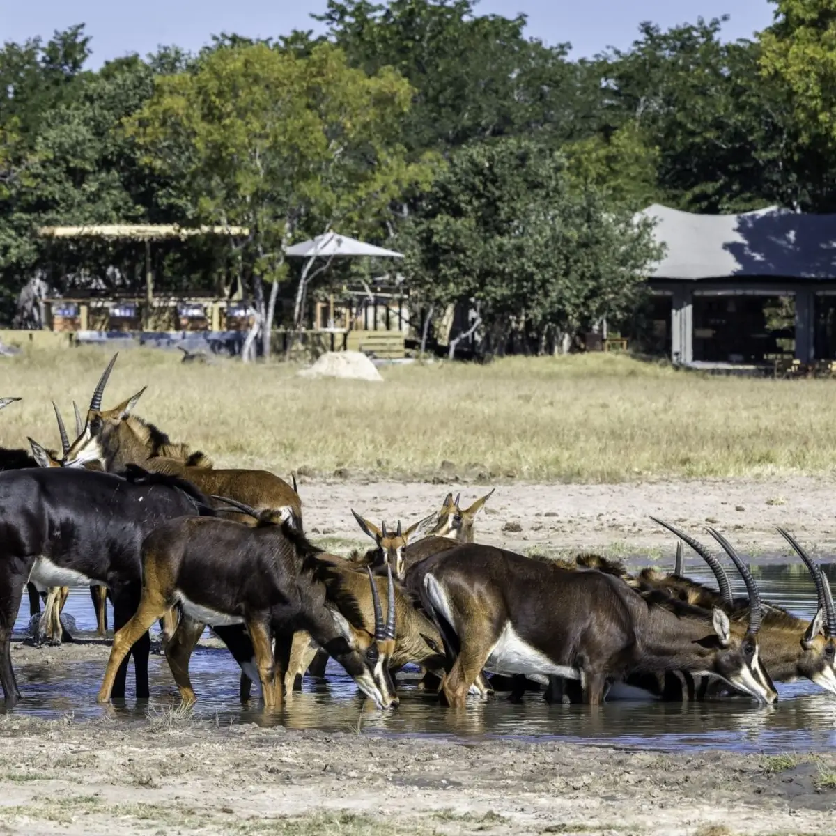 Hwange National Park