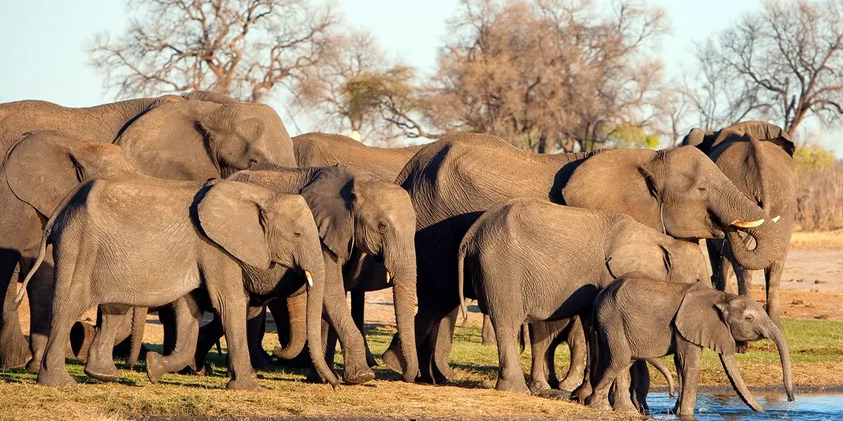 Best Time to visit Hwange National Park
