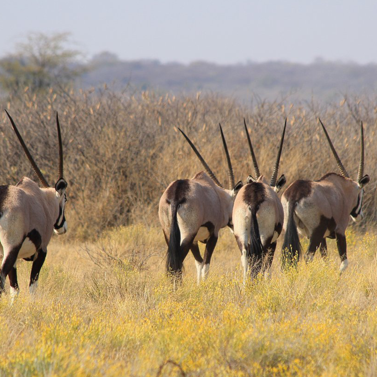 Khama Rhino Sanctury