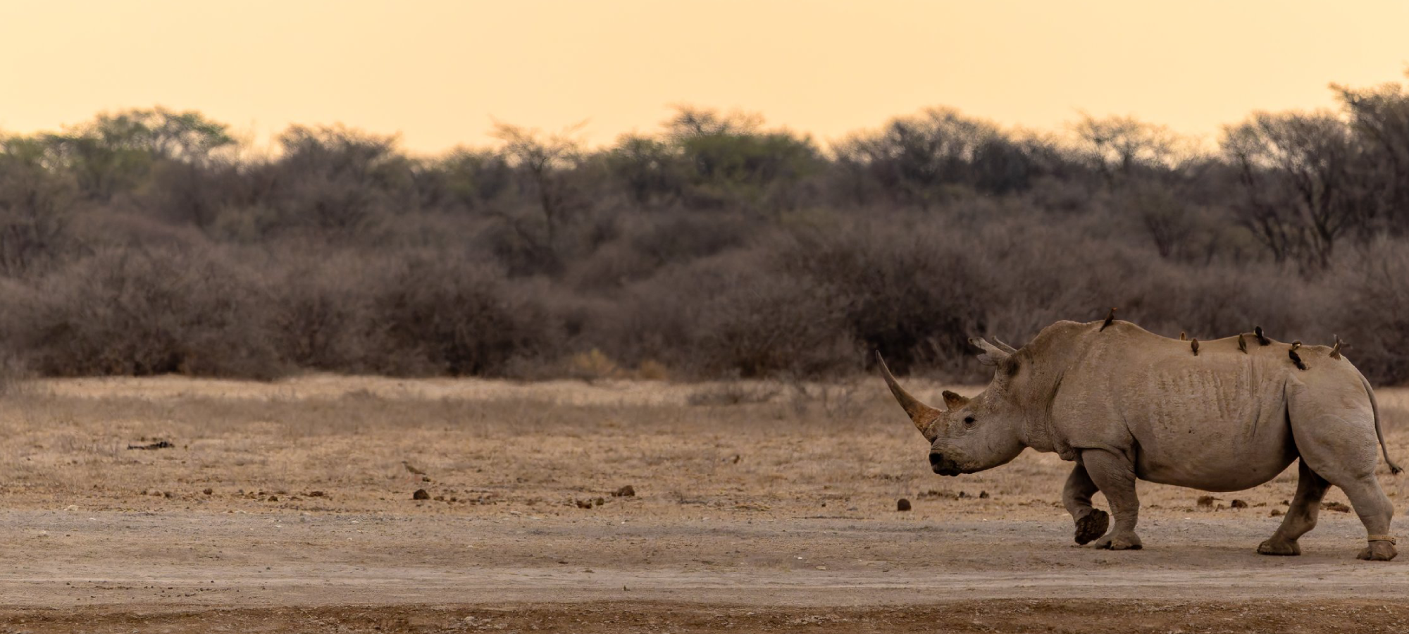 okavango-delta