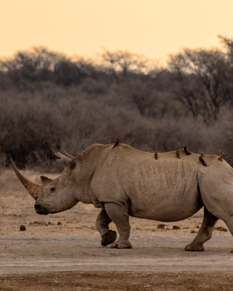 Khama Rhino Sanctuary