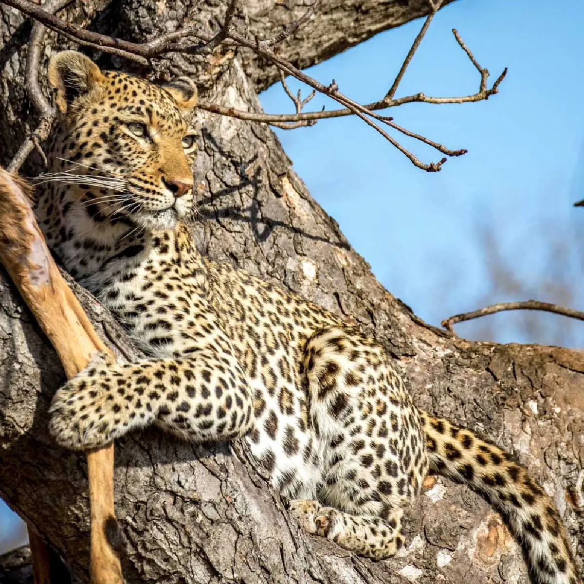 Kruger National Park