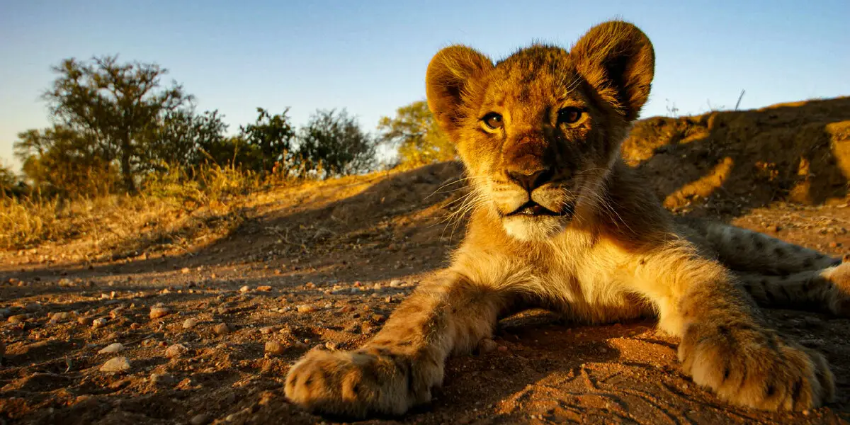 The Best Time to visit Kruger National Park