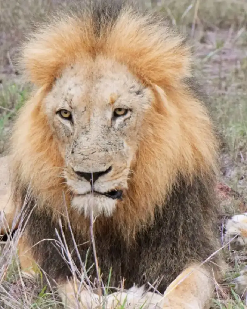 Kruger National Park