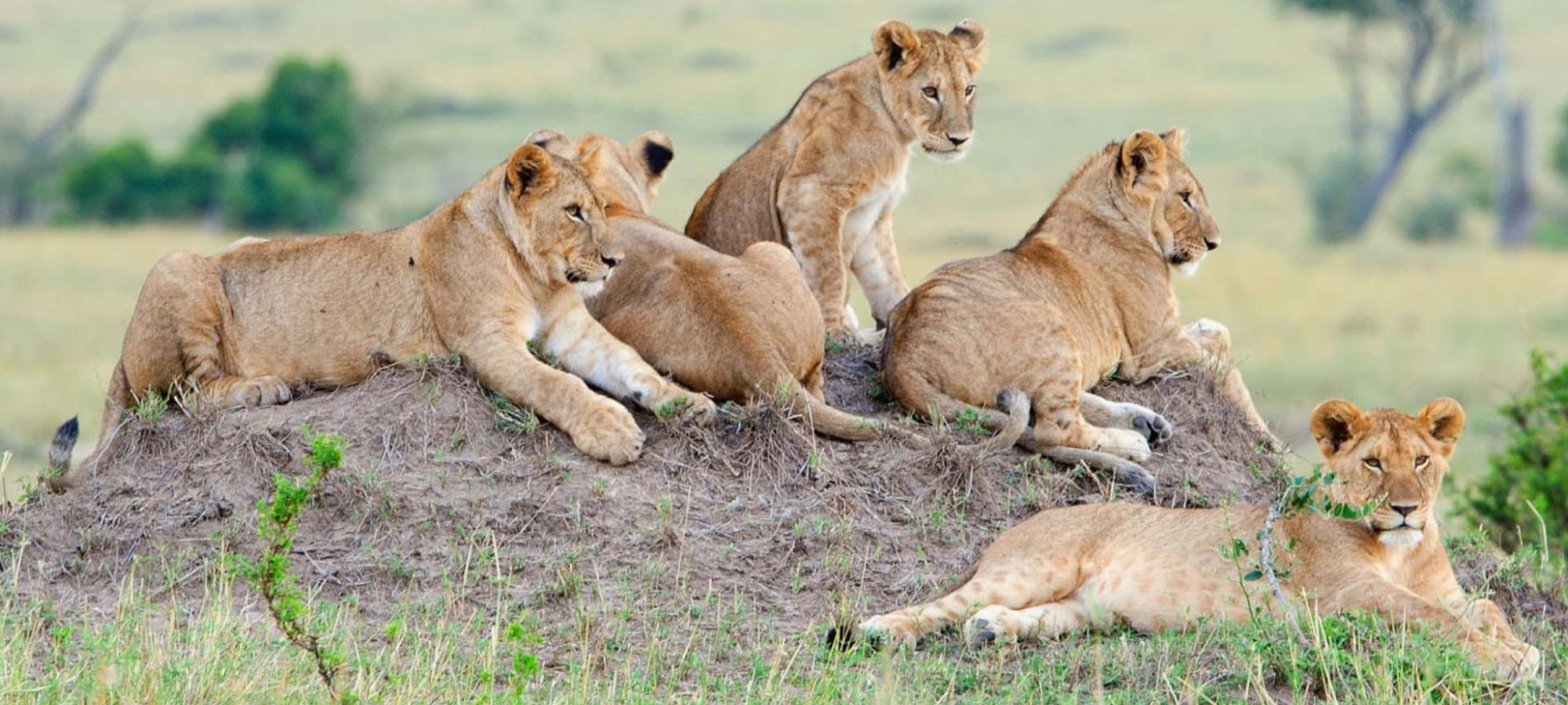 Lion Encounter