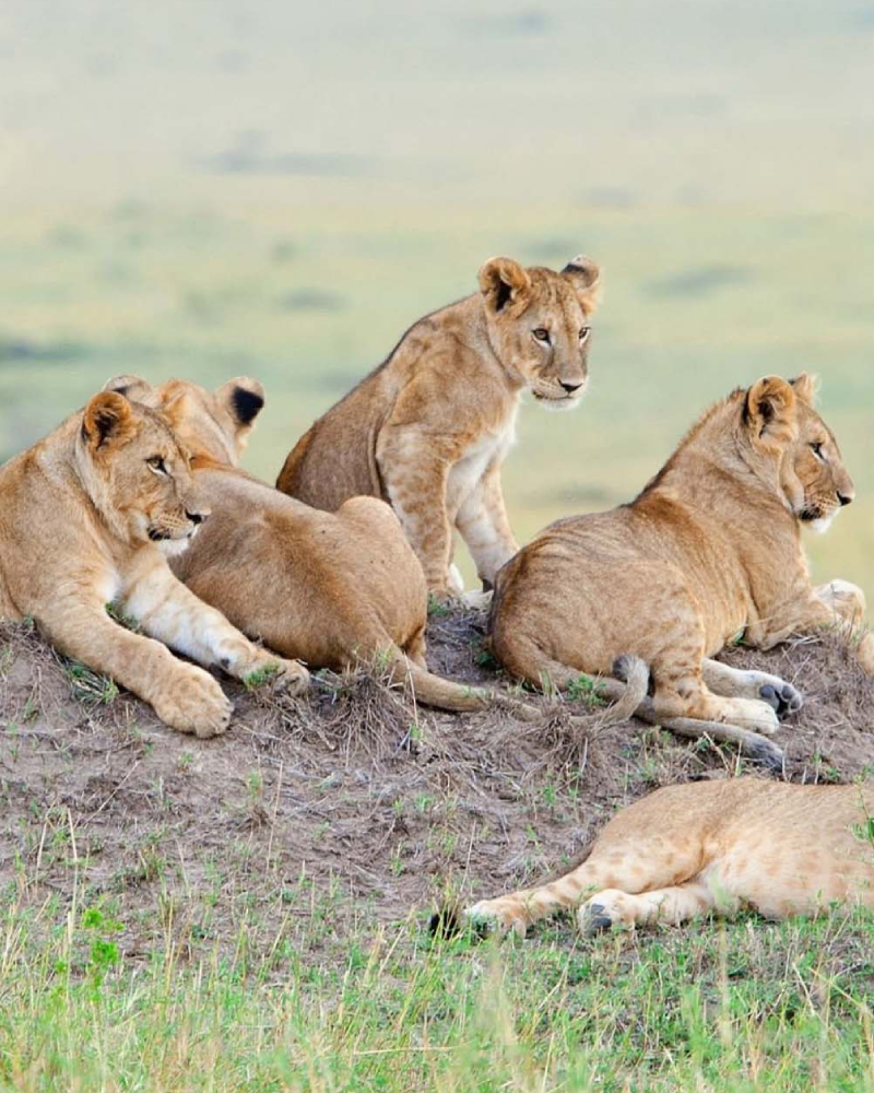 Africa