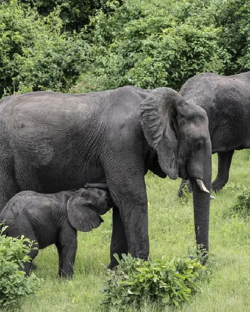 Mabula Game Reserve
