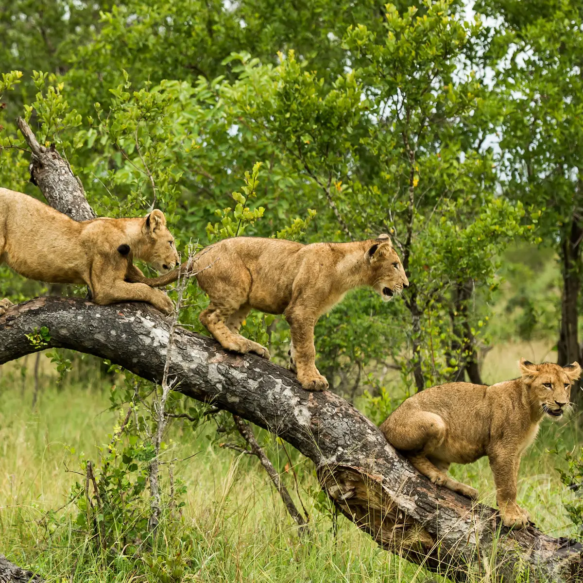 Mana Pools National Park