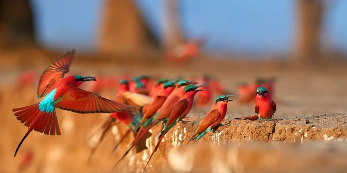 Best Time to visit Mana Pools National Park