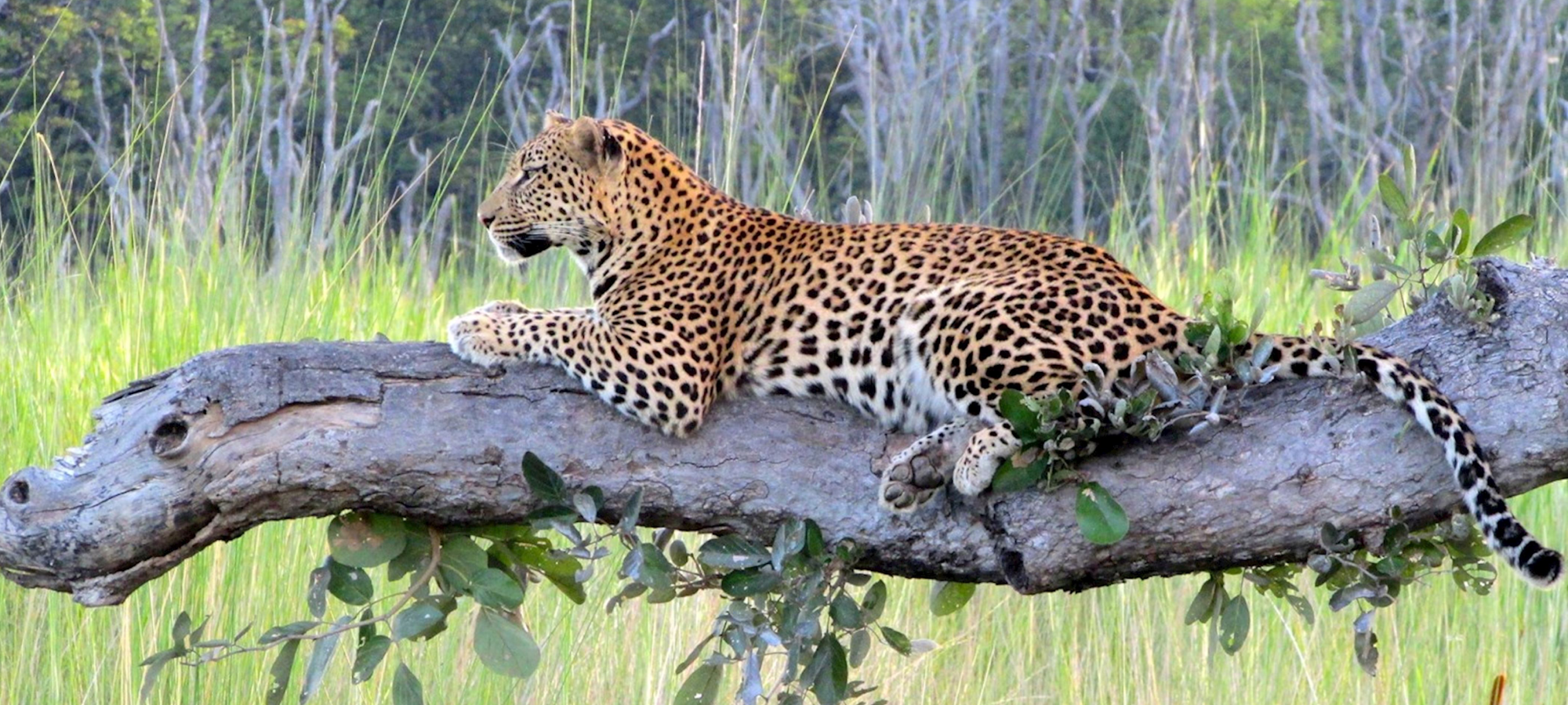 Moremi game Reserve