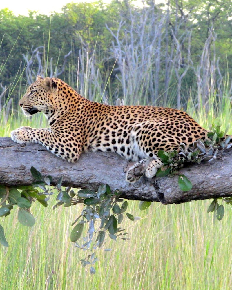 Moremi Game Reserve