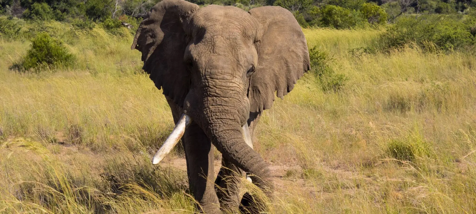 Pilanesberg Full Day Safari