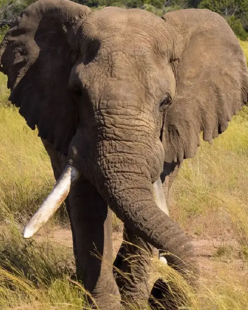 Africa
