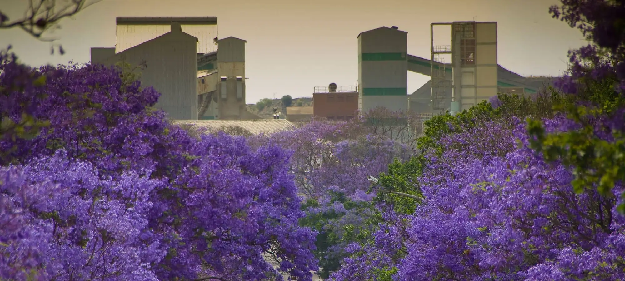 City of Pretoria & Lion Park Tour