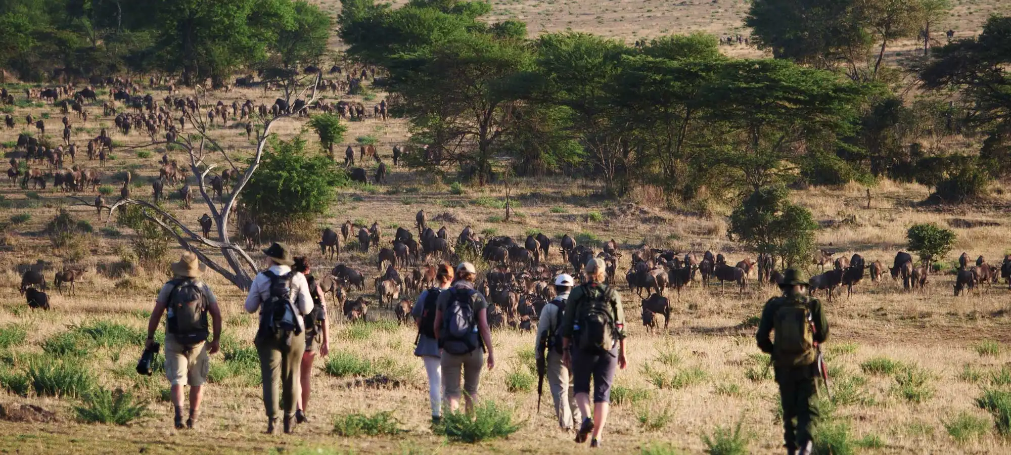 Walking Safari